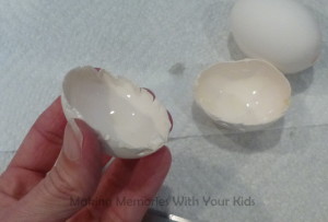 Blown Eggs Cut in Half