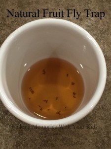 Natural Fruit Fly Trap
